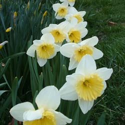 Narciso trompeta 'Ice Follies'